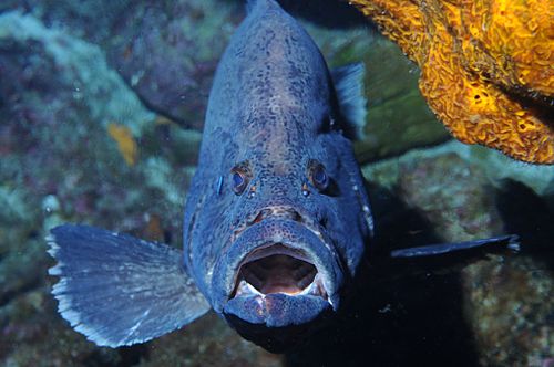 Marbled grouper